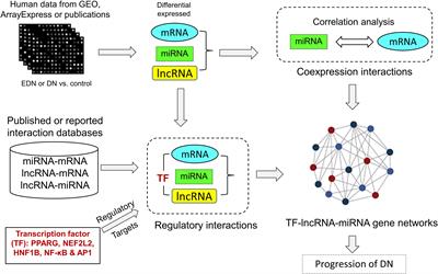 Identification of Cooperative Gene Regulation Among Transcription Factors, LncRNAs, and MicroRNAs in Diabetic Nephropathy Progression